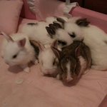 토끼有) <b>생후</b> 1달 아가 토깽이들! 3탄!!