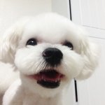 <b>성산동</b> 말티즈 쭈를 찾아요 -찾았습니다!!-