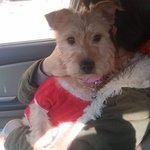 유기견 <b>쉼터</b> 희동이 사연입니다.