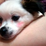 2회 <b>몽이</b> <b>몽이</b> 성장기