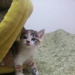 [성숙고양이] 셀프 4탄