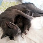 냥이 부부의 화해.. 그리고 해피엔딩