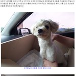 <b>동구</b>협에서 구조한 포비와 베티의 사연