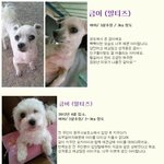 엄마를 기다리는 말티 자매들