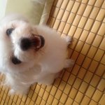 <b>성남</b> 풍생고 앞에 있던 강아지를 찾습니다