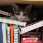 비오는날 애완동물버린 무개념+ 그걸찍는 <b>sns</b>무개념녀