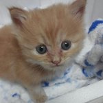 이제는버림받지않는 냥이