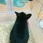 깜장<b>애완</b>토끼 분양해요~~~~~