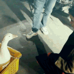 <b>동물</b>을 진짜 좋아하는 아이유