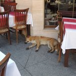 <b>터키</b>의 개와 고양이