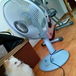 천연모피을 입고있는 우리집 예삐의 여름나기