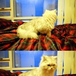 [샤페이] 코골이 봉구엄마는 고양이집사 였다