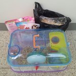 [<b>동물</b>유기] 새벽에 현관문 앞에 버려진 햄스터