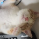 이 아이는 나중에 커서....(유봉이네)