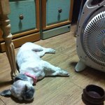 대전 유성구  반석동 시<b>츄</b> 잃어버리신분