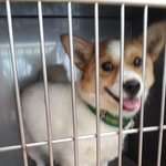 안락사1순위 <b>웰시</b>코기 믹스, 말티 믹스 급히 임보,입양부탁드려봅니다...