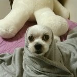 자꾸 자신의 개가 더 이쁘다고 자꾸 말도안되는 말을 하네요