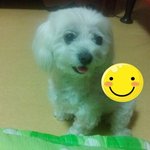 스코티쉬폴드 말랑말랑 쵸파왔어요~