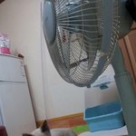 냥이 <b>입양</b>보내요