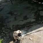 울집기욤이 똥개를 소개합니다