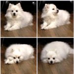 하늘에서 뚝 떨어진 아깽이 part.1 "살려달냐옹"