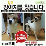 두리를 찾습니다!!!! 꼭 봐주세요