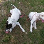 강아지를 찾습니다..