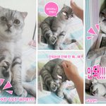 올여름 <b>더위</b>가 고양이도 에어컨을 알게 하네요