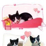 [고양이분양] 생후1개월 턱시도고양이 분양합니다. (서울용산)
