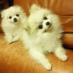 강<b>쥐들</b>~~^^