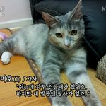 까칠한 고양이 권미호 로봇청소기를 만나다