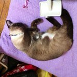 우리집 요~~~~~물 순더기 입양기, 둘