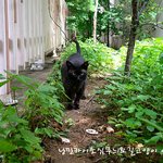 집고양이 였던 길고양이 집으로 돌아갈수 있기를9편