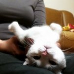 더위에<b>대처</b>하는<잘생긴고양이 미남이이야기 2탄 >