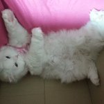 터키시 앙고라 <b>모리</b>를소개합니다