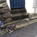 하늘에서 뚝 떨어진 아깽이 part.2 "내 새끼 내놔!"