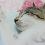 [개냥하우스] 여기가 사람사는 집이야? <b>동물</b>의 집이야? 6탄