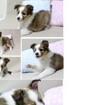 셀티(셔틀랜드쉽독) 라떼예요!^^