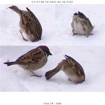 참새의 <b>위엄</b>