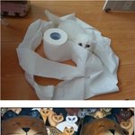 흔한 고양이들의 놀라운 <b>위장</b>술