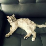 <b>급</b>고양이를 주웠어요 도와주세요ㅜㅜ