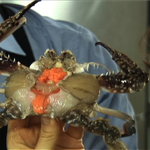 [경기맛집] 껍먹다 살씹지말고 이거 씹으세요!