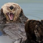 인생의 <b>쓴맛</b> 느끼고 있는 듯한 동물들