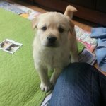 실내에서 리트리버 키우기!