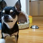 치와와 좋아해용?