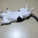 돌아왔다. 새미가.