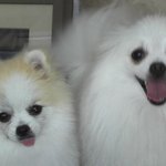 강<b>쥐들</b>2~^^(포슬이와누리)
