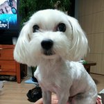 <b>부천</b> 약대동에서 강아지를 잃어버렸습니다