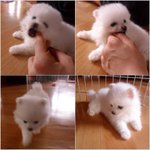 급하개) <b>포</b><b>메</b> 살빼기