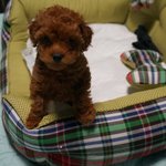 8.15 합정동 <b>망치</b>의 하루.